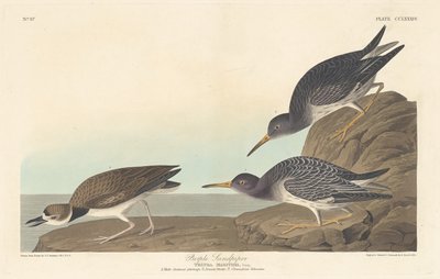 Meerstrandläufer von Robert Havell after John James Audubon