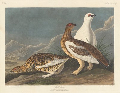 Felsenschneehuhn von Robert Havell after John James Audubon