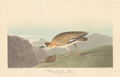 Rocky Mountain Regenpfeifer von Robert Havell after John James Audubon