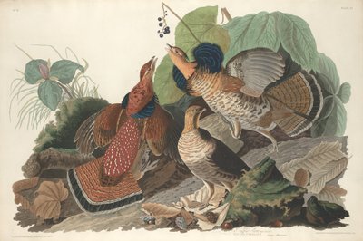 Raufußhuhn von Robert Havell after John James Audubon