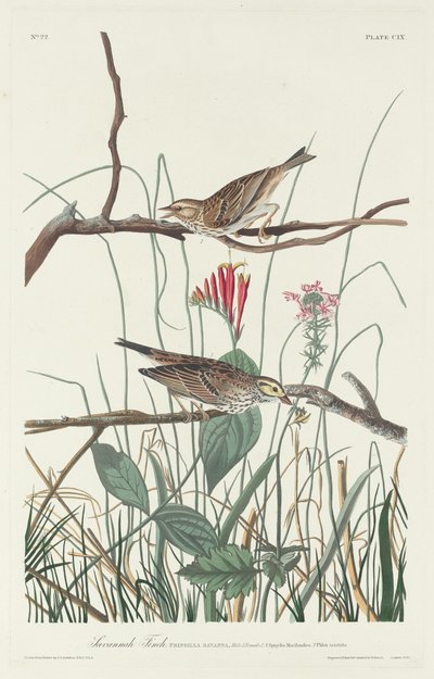 Savannenfink von Robert Havell after John James Audubon