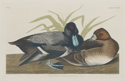Bergente von Robert Havell after John James Audubon
