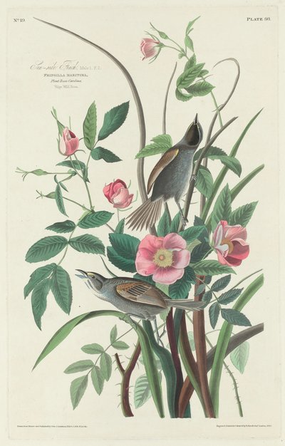 Küstenfink von Robert Havell after John James Audubon