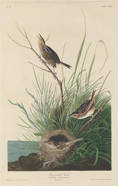 Spitzschwanzammer von Robert Havell after John James Audubon