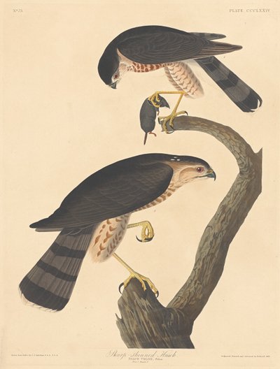 Schnepfenbussard von Robert Havell after John James Audubon