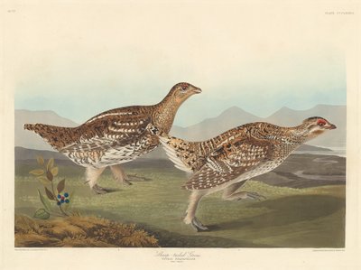 Scharfschwanzhuhn von Robert Havell after John James Audubon