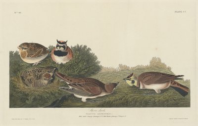 Ohrenlerche von Robert Havell after John James Audubon