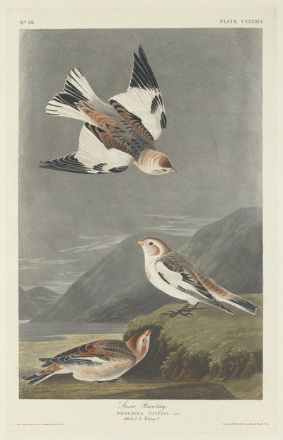 Schneeammer von Robert Havell after John James Audubon