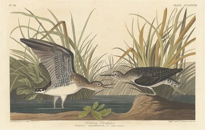 Einsamer Wasserläufer von Robert Havell after John James Audubon