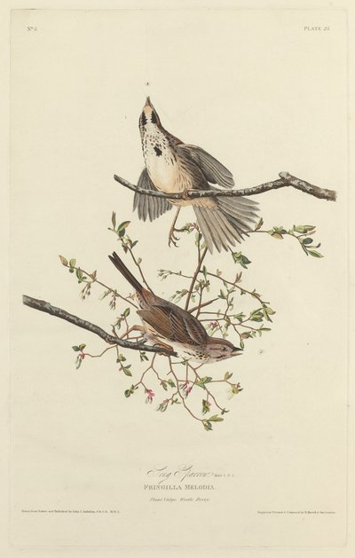 Singammer von Robert Havell after John James Audubon