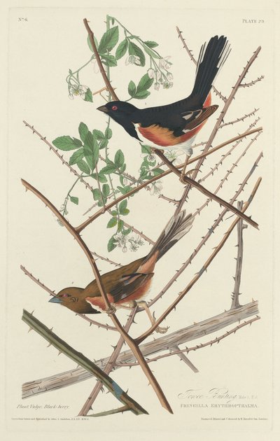 Towee Ammer von Robert Havell after John James Audubon