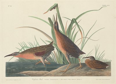 Virginia-Ralle von Robert Havell after John James Audubon