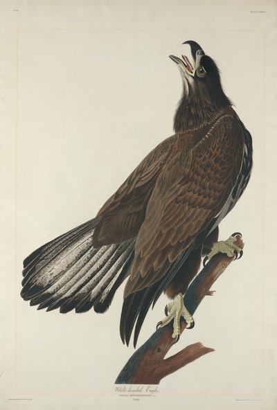 Weißkopfseeadler von Robert Havell after John James Audubon