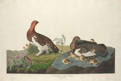 Weidenhuhn von Robert Havell after John James Audubon