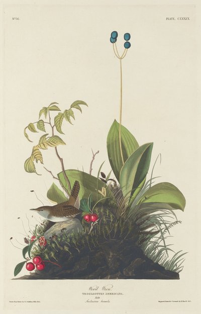 Waldzaunkönig von Robert Havell after John James Audubon