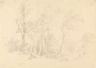 Studie eines Stechpalmenbaums von Robert Hills