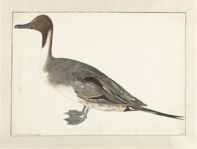 Spießente von Rochus van Veen
