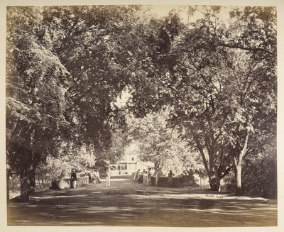 Ein Baumtorbogen in der Nähe von Tanjore von Samuel Bourne
