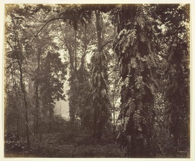 Darjeeling, Indien von Samuel Bourne