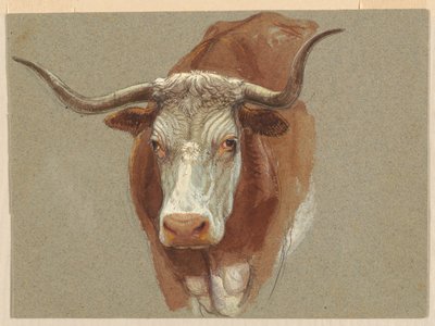 Kopf einer Kuh oder eines Ochsen von Samuel Colman