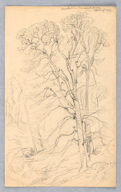 Skizzen von Bäumen von Samuel Colman