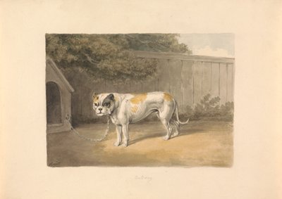 Ein Bulldogge von Samuel Howitt