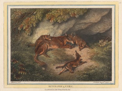 Füchsin und Welpen von Samuel Howitt