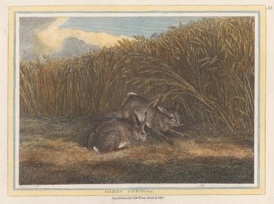 Hasen beim Fressen von Samuel Howitt