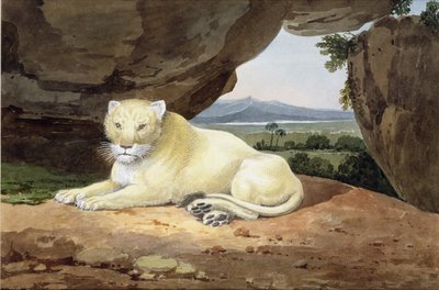Löwin von Samuel Howitt