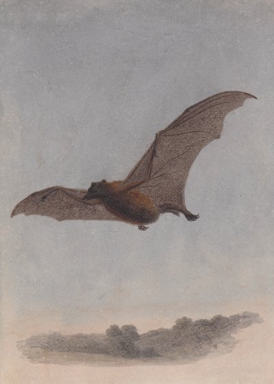 Studie einer Vampirfledermaus von Samuel Howitt
