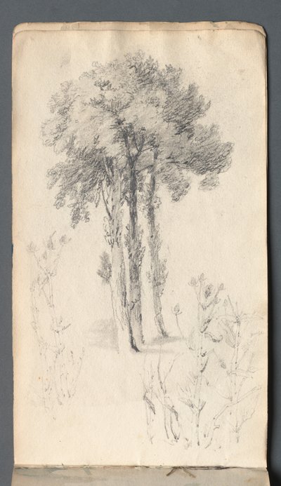 Skizzenbuch: Baumstudie von Samuel Prout