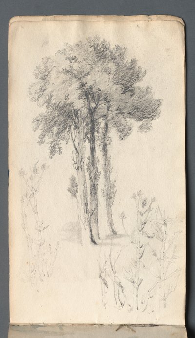 Skizzenbuch: Baumstudie von Samuel Prout