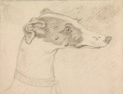 Kopfporträt eines Windhunds von Sawrey Gilpin