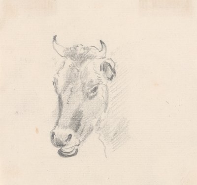 Studie eines Kuhkopfes von Sawrey Gilpin