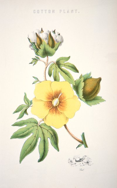 Eine Baumwollpflanze (Farblithografie) von School American