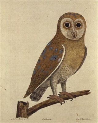 Eule von School English