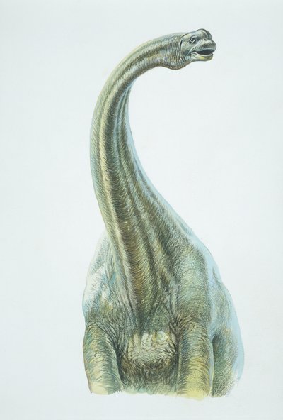 Brontosaurus, Jura-Periode von School Italian