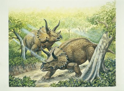 Triceratops horridus, Kreidezeit von School Italian