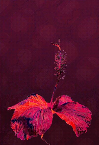 Hibiskus, 2019 von Scott J. Davis