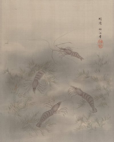 Shrimp Ebi von Seki Shuko