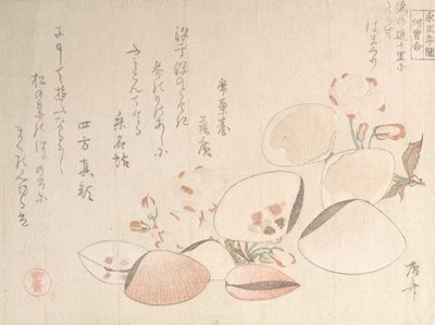 Kirschblüten und Muscheln, 19. Jahrhundert von Shinsai