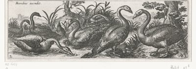 Schwäne (Vögel und Insekten) von Simon Frisius