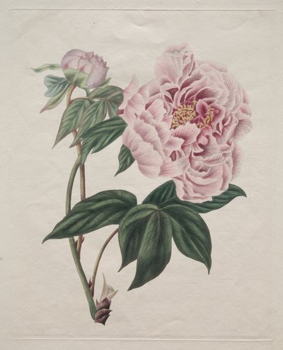 Chinesische Baum-Pfingstrose (Paeonia suffruticosa) von Smith