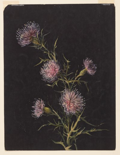 Studie von Disteln von Sophia L. Crownfield