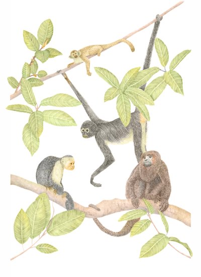 Affe in Costa Rica von Stacy Hsu