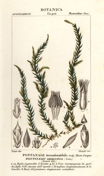 Antifieber-Quellmoos, Fontinalis antipyretica von Stanghi Stanghi