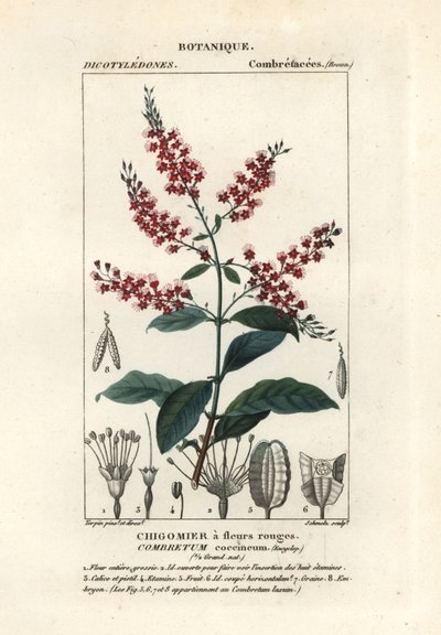 Buschweide, Combretum coccineum von Stanghi Stanghi