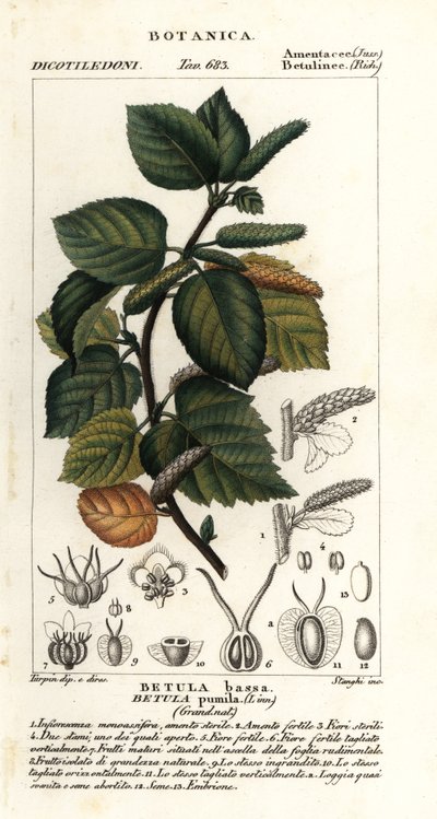 Zwergbirke, Betula pumila von Stanghi Stanghi
