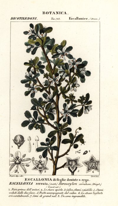 Escallonia serrata von Stanghi Stanghi