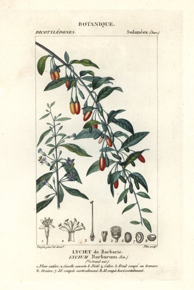 Gojibeere, Lycium barbarum von Stanghi Stanghi